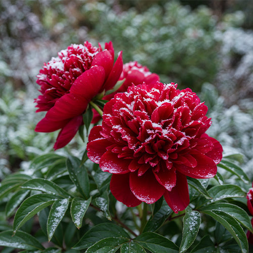 Peonies and Frost: How to Prepare Your Plants for Winter