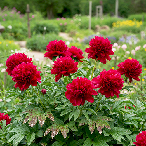 Peonies Disease Guide: How to Recognize, Treat, and Prevent Common Peony Diseases