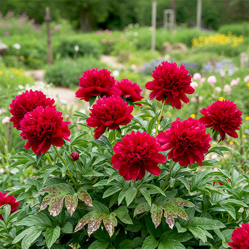Peonies Disease Guide: How to Recognize, Treat, and Prevent Common Peony Diseases