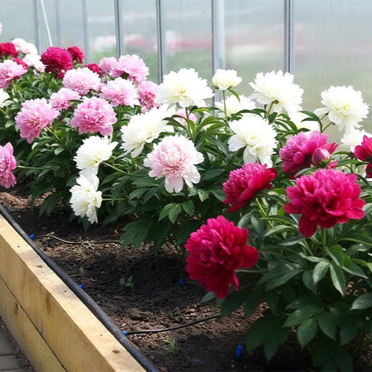 Peony Care Guide: How to Grow and Maintain Beautiful Peonies