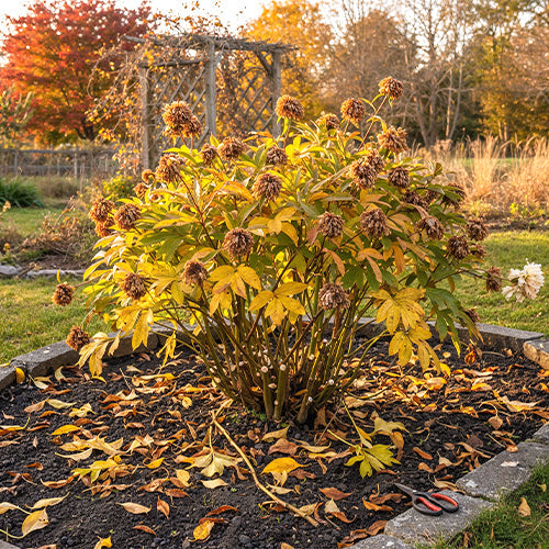 Peony Fall Checklist: Essential Tips for Preparing Your Peonies for Winter