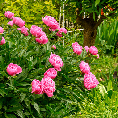 Peony Planting Site Preparation Guide: How to Create the Perfect Environment for Your Peonies