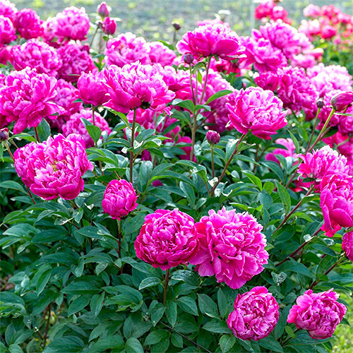 Peony Seasonal Symptom Checklists: How to Spot Common Issues Throughout the Year