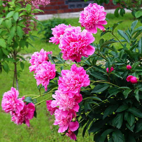 Peony Spring Fertilizer Guide: How to Feed Peonies for Healthy Growth and Bloom