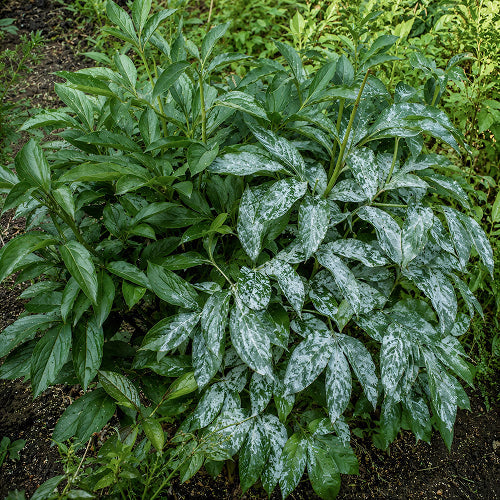 How to Protect Peonies from Powdery Mildew in June