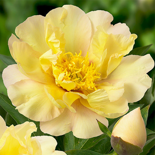 Premium Peonies: Which Varieties Are Considered Collectible