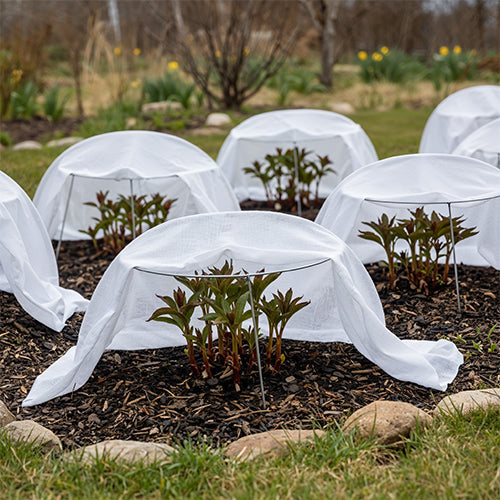 Protecting Peonies from Spring Frosts (Using Agrofibre)