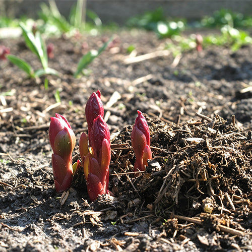 Removing Winter Mulch from Peonies: When and How Safely