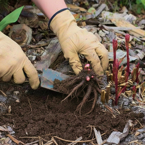 Signs of Healthy Peony Roots After a Harsh Winter