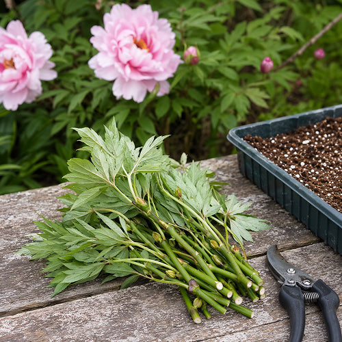The Summer Method of Propagating Tree Peonies
