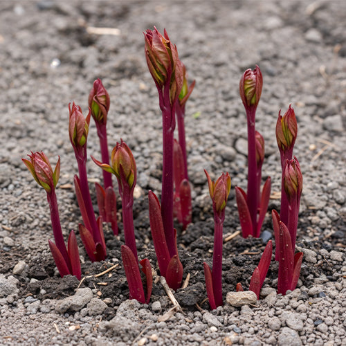 Spring Awakening: How the First Shoots Signal Rhizome Health