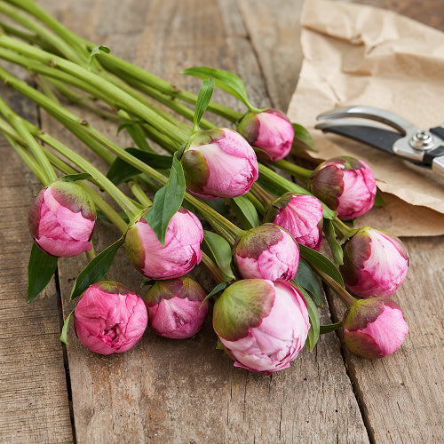 The Long-Term Dry Storage Hack: Professional Method for Storing Peonies