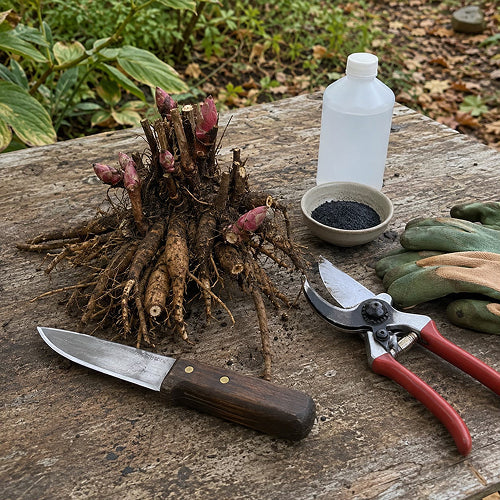 Sterilisation of Instruments and Protection of Root Cuts