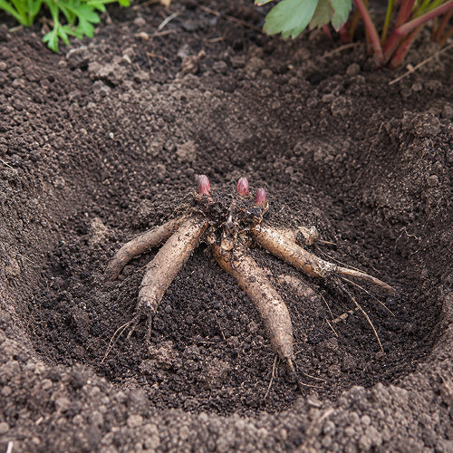 The Two-Inch Rule: The Exact Science of Peony Planting Depth