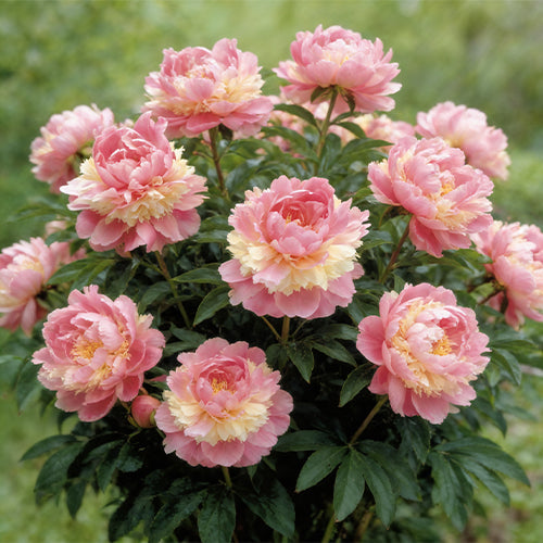 The World’s Most Unusual Peonies: Black, Green, and Almost Blue