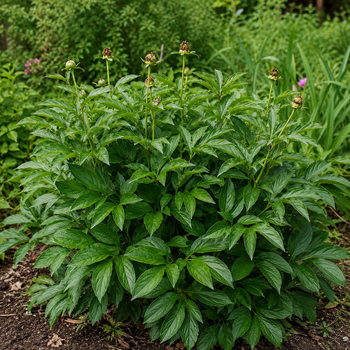 Why You Shouldn’t Cut Back Peony Leaves After Flowering