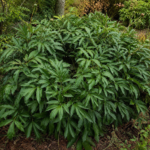 To Divide or Let Be? Rejuvenating Old Clumps and Secrets to Rejuvenating Peonies