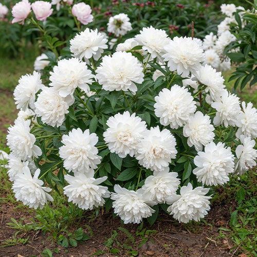 White Peonies: A Selection of the Most Beautiful Varieties