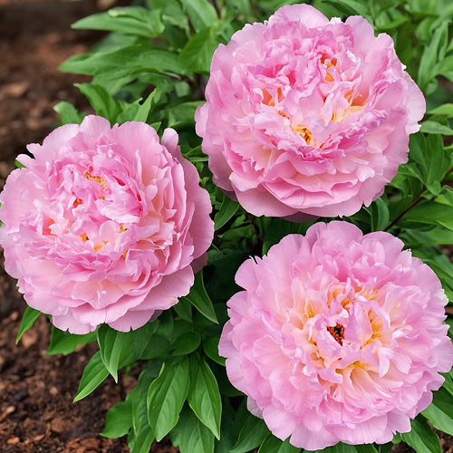 Why Disbud Peonies: Why to Remove Side Buds, and How This Affects the Flowers?