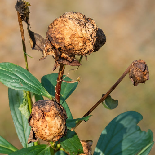 Why Peony Buds Blast? Reasons Why Buds Wither and How to Save the Bloom