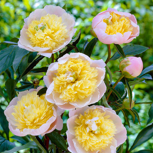 Anemone peonies - Peonita