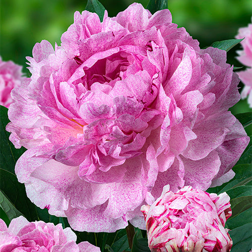 Herbaceous peonies - Peonita