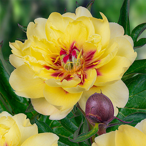 ITOH peonies - Peonita