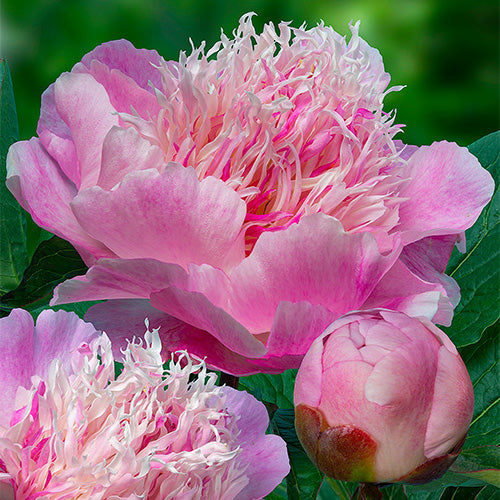 Japanese peonies - Peonita