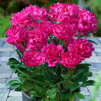 Eleonora Midì Peonies main image 1