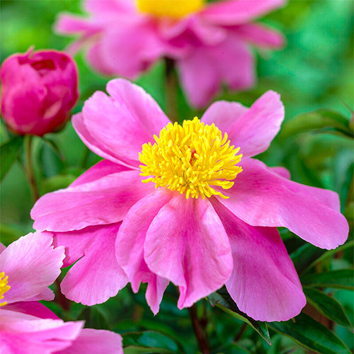 Rock Garden Peonies - Peonita