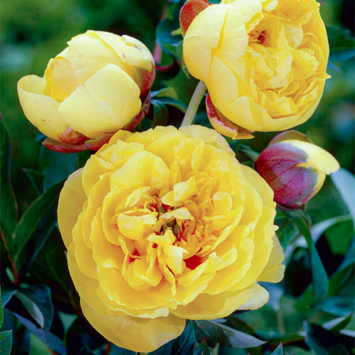 Tree peonies - Peonita