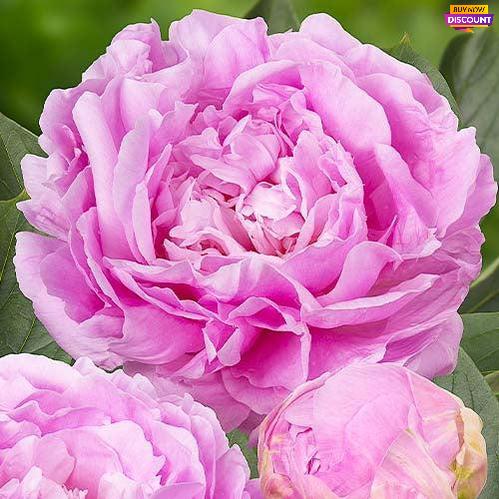 Large-flowered peony Dinner Plate