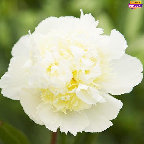 Anemone-flowered peony Laura Dessert
