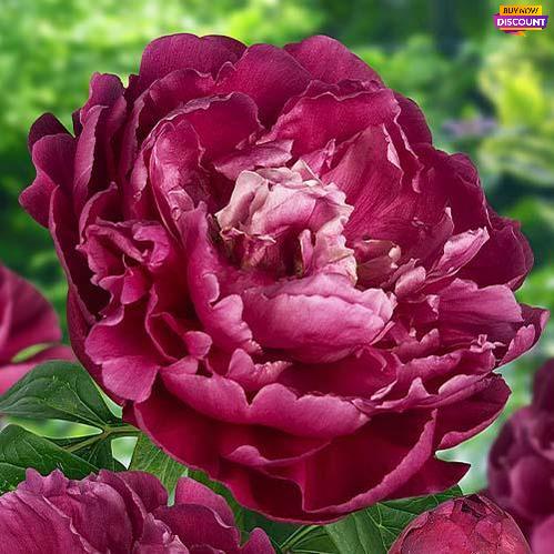 Purple peony Louis van Houtte