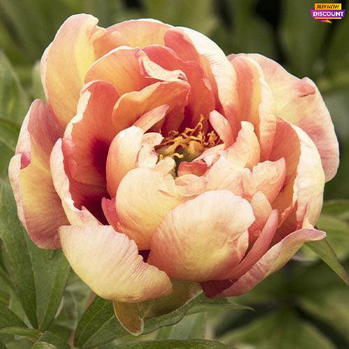 Compact Itoh peony Magical Mystery Tour