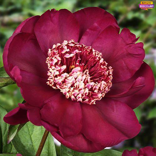Late-flowering peony Nippon Beauty