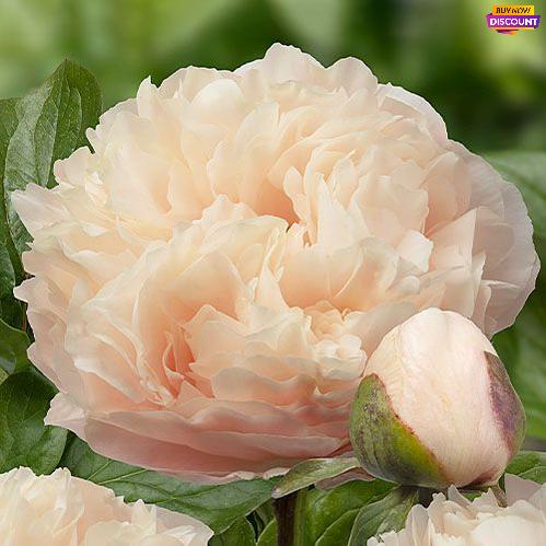 Best-selling peony Pastelegance