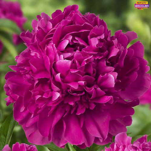 Tall peony Paul M. Wild for cut flowers