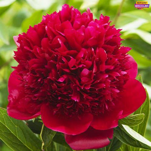 Bomb-type peony Red Charm