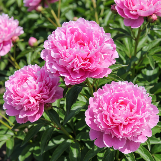 Peony Margaret Truman