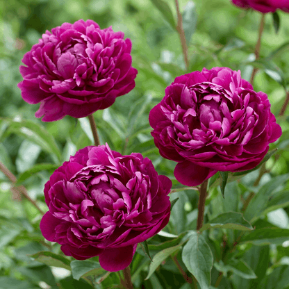 Peony Peter Brand