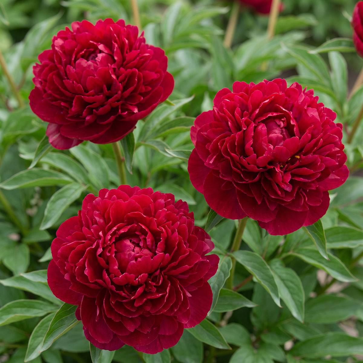 Peony Chippewa