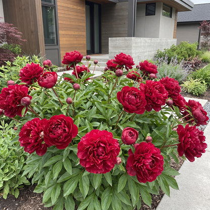 Peony Chippewa