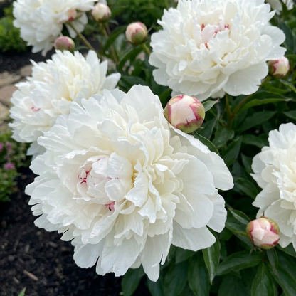 Peony White Lullebay (Herbaceous)