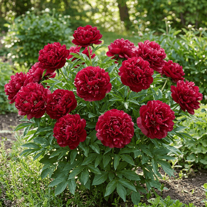 Peony Old Faithful