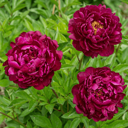 Peony W.F. Turner