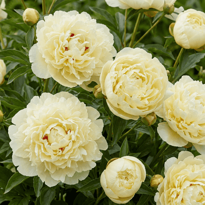 Peony Vanilla Schnapps
