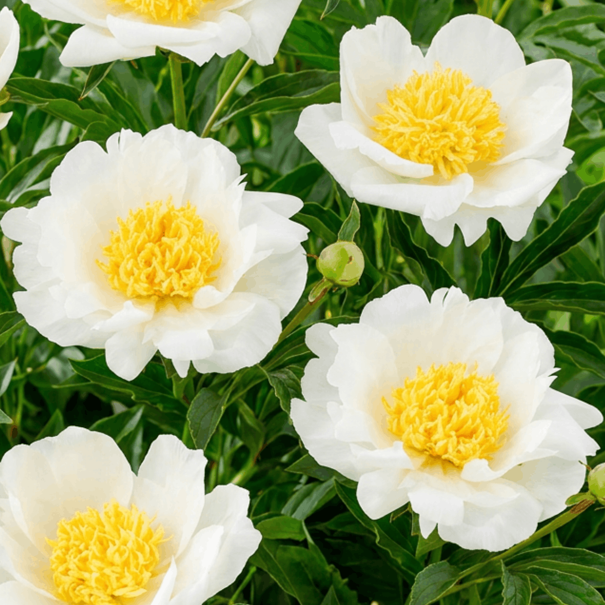 Peony Jan van Leeuwen
