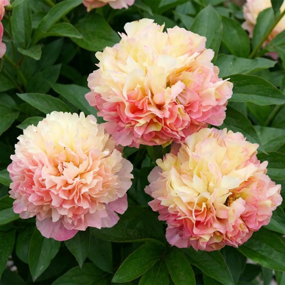 Peony Lois' Choice