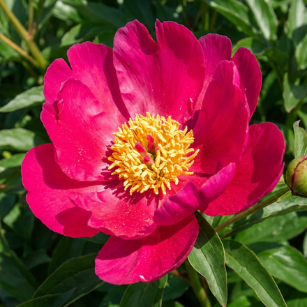 Peony Herbert Oliver
